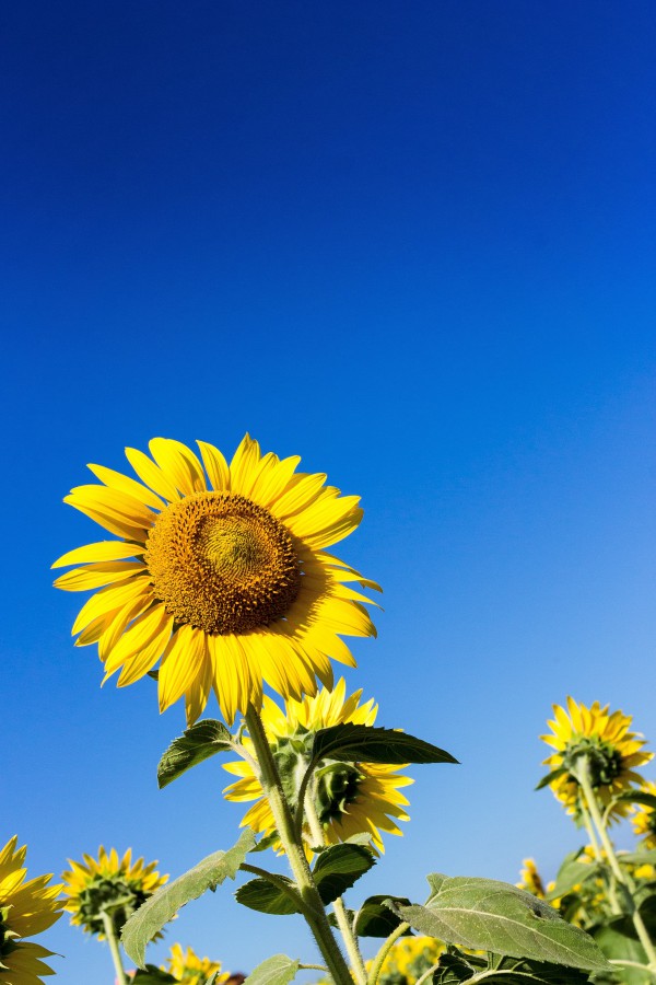 IMG_451515080241himawari